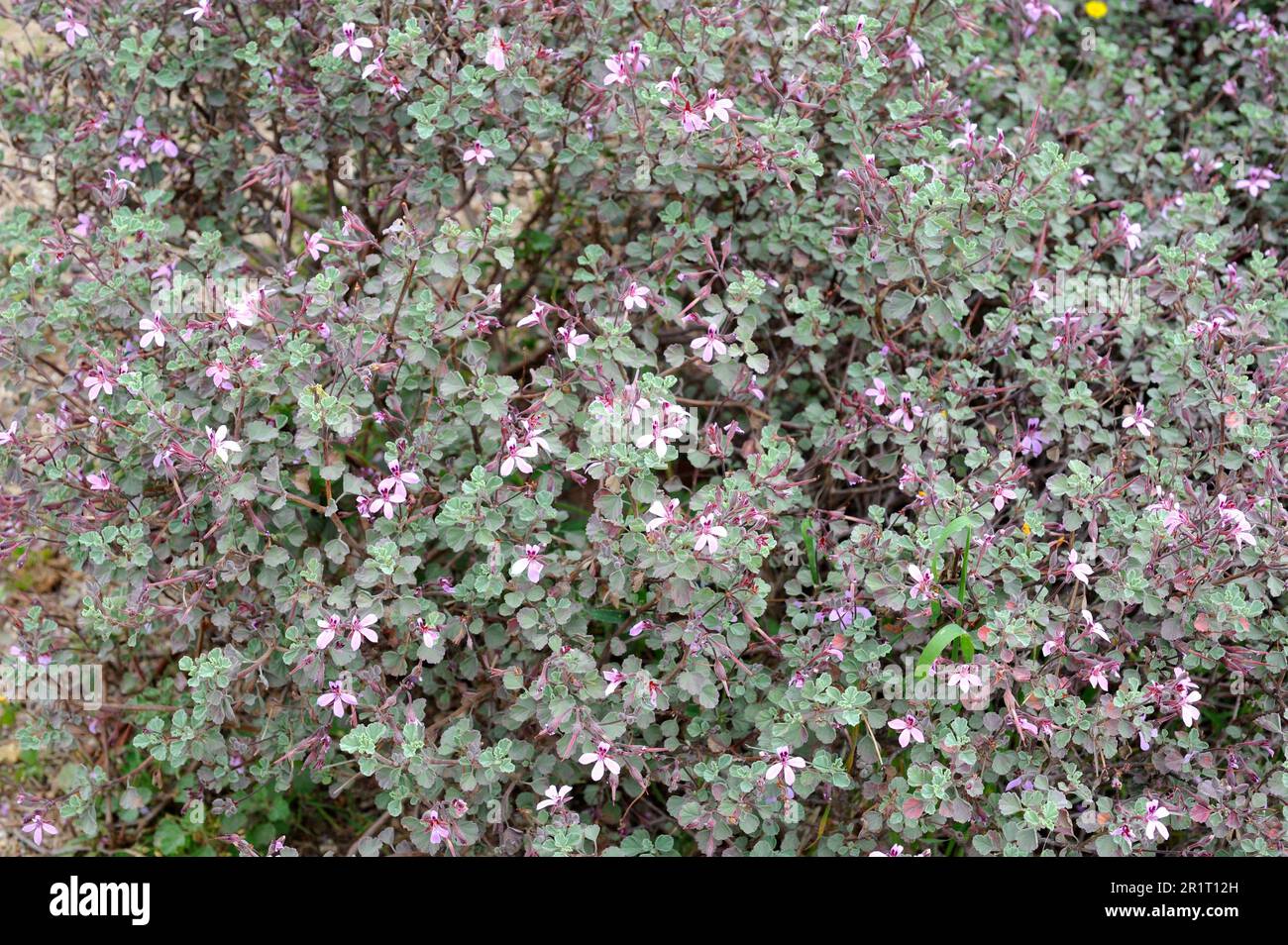 Pelargonium exstipulatum is an evergreen shrub native to southern Africa. Stock Photo