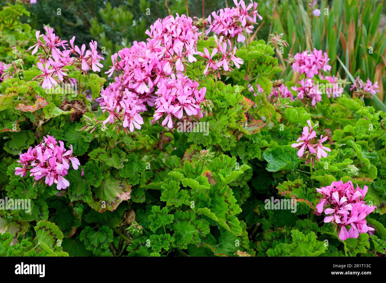 Geranium (Pelargonium zonale) is an evergreen shrub native to southern Africa. Stock Photo