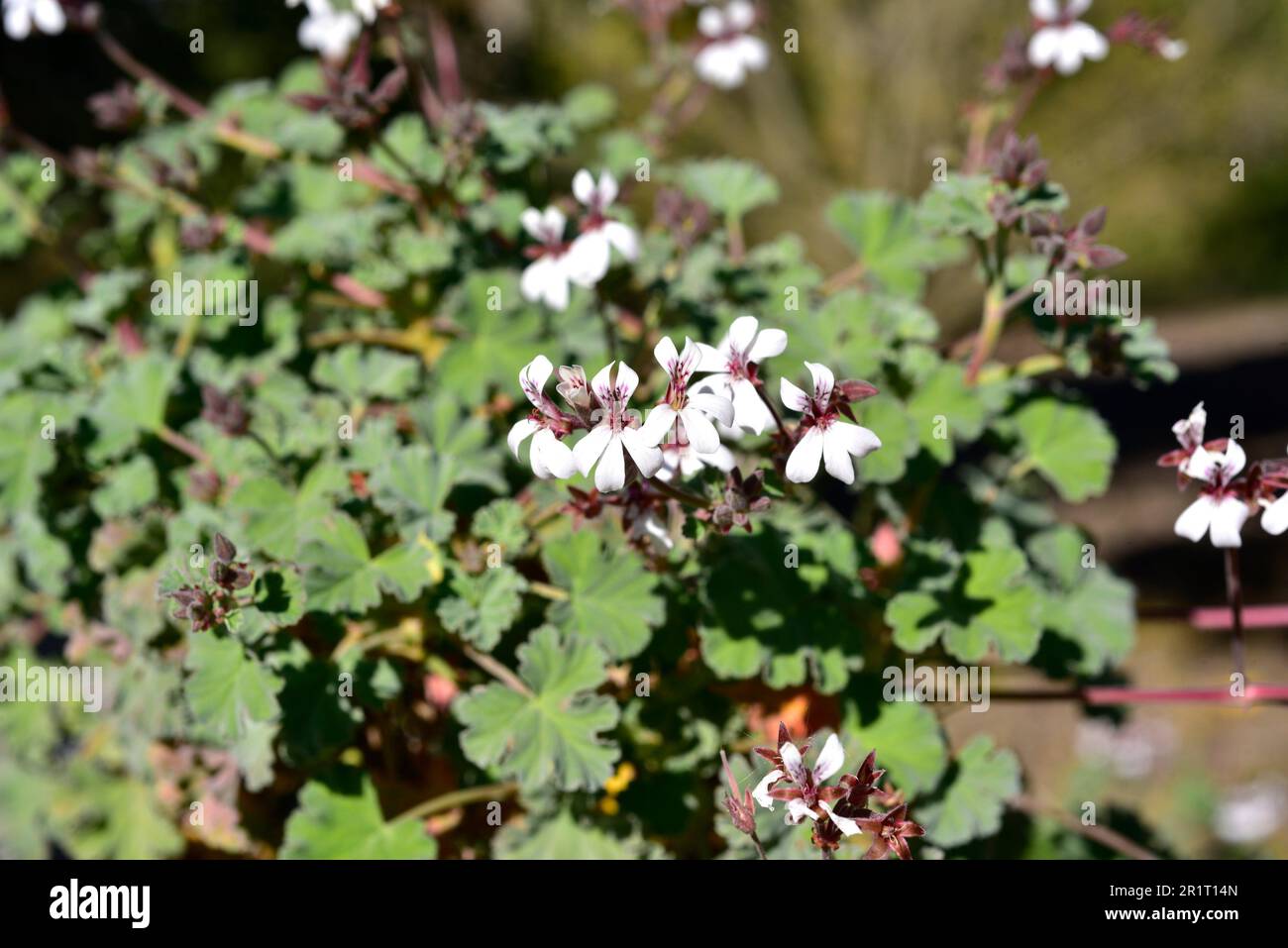 Apple geranium (Pelargonium odoratissimum) is an aromatic and medicinal ...