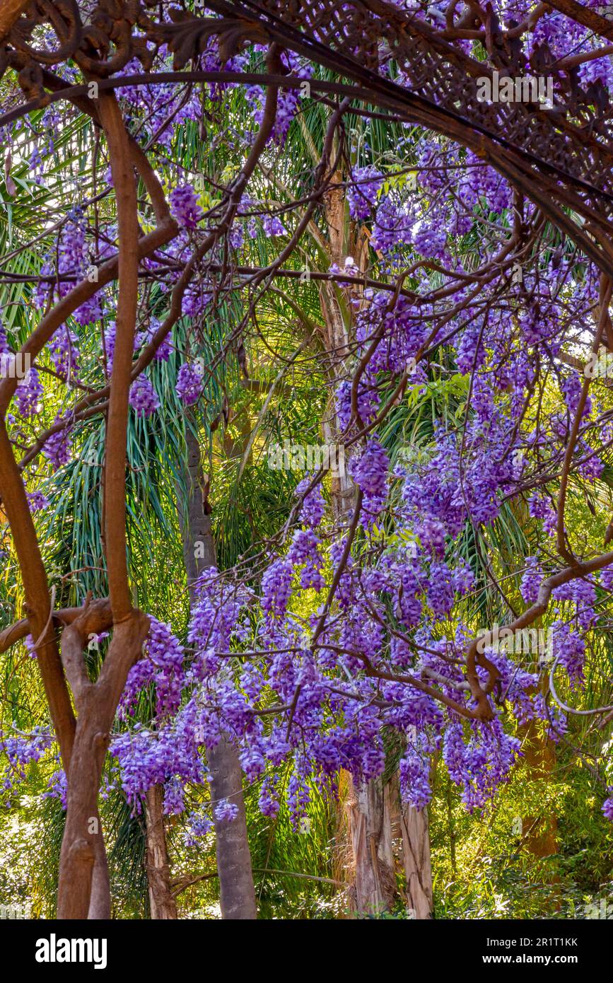 Wisteria plants in Jardin Botanico la Concepcion in Malaga Andalucia Spain  a 19th century garden made by Amalia Livermore and Jorge Loring Oyarzabal  Stock Photo - Alamy