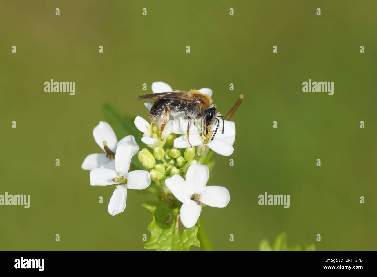 Close up female mining bee Andrena haemorrhoa, family Andrenidae. On