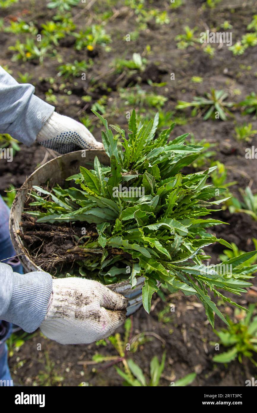 Weed kill man hi-res stock photography and images - Alamy