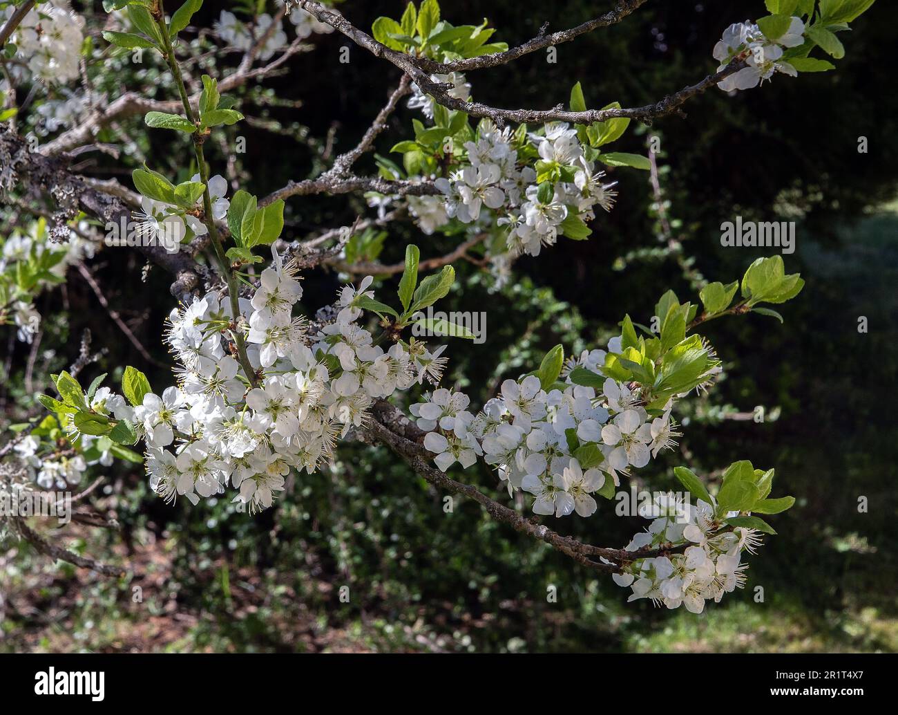 White flowers of a Victoria plum with anthers, stamens, style and ...