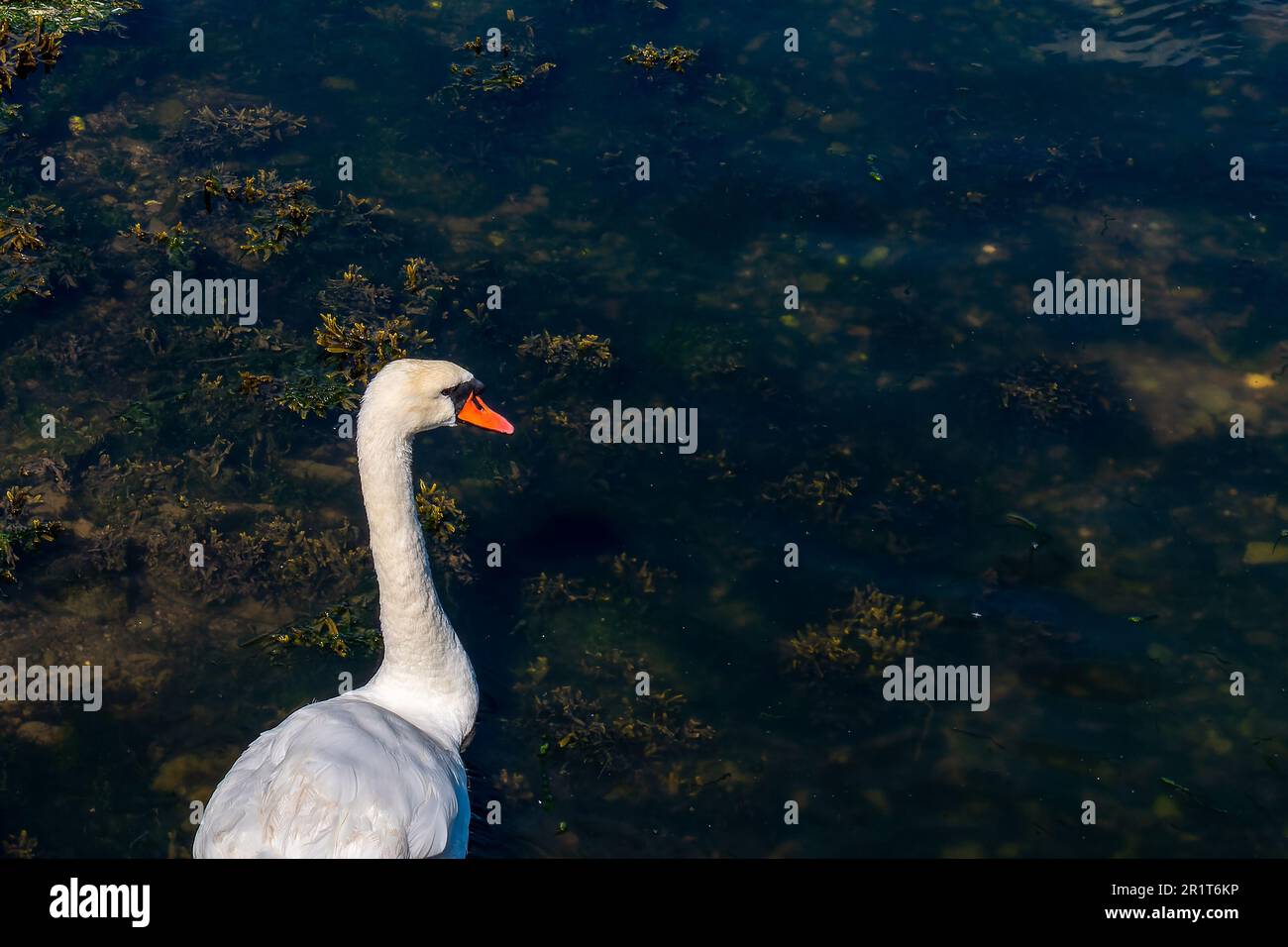 The head of a swan on a long white neck. Portrait of a bird, copy space. White swan Stock Photo