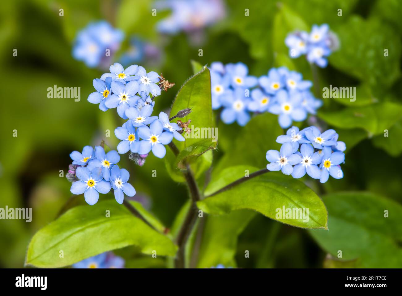 close up of me nots a symbol of true love and respect Stock