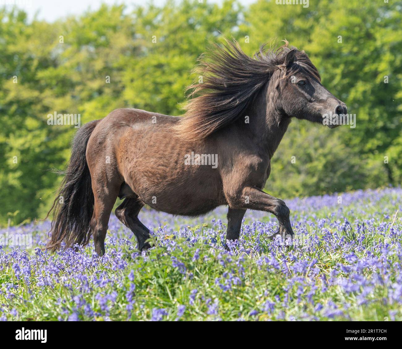 wild pony on Dartmoor galloping Stock Photo Alamy