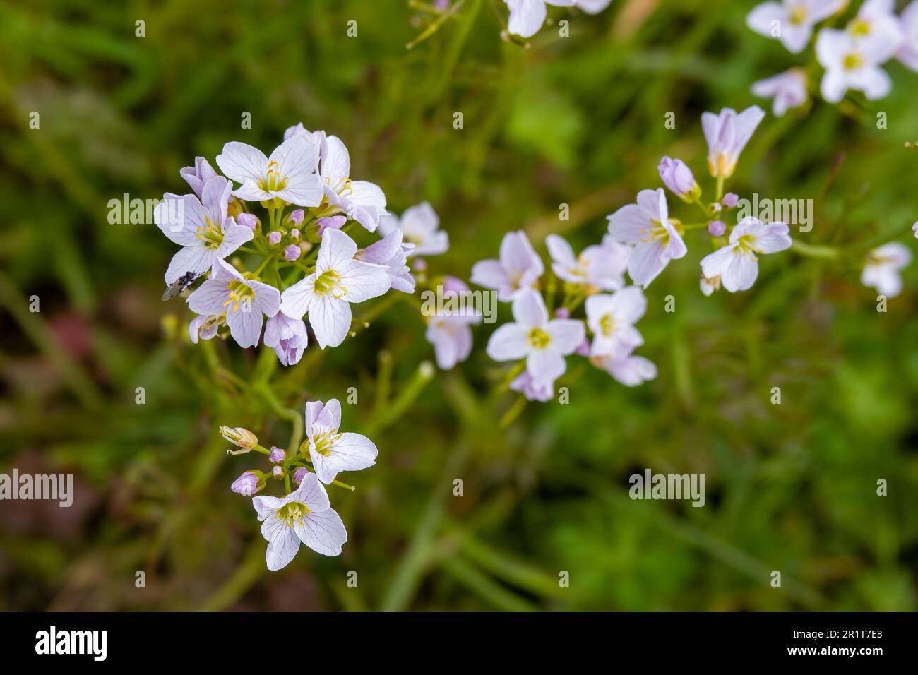 pale pink flowers of cuckooflower cardamine pratensis Stock Photo - Alamy