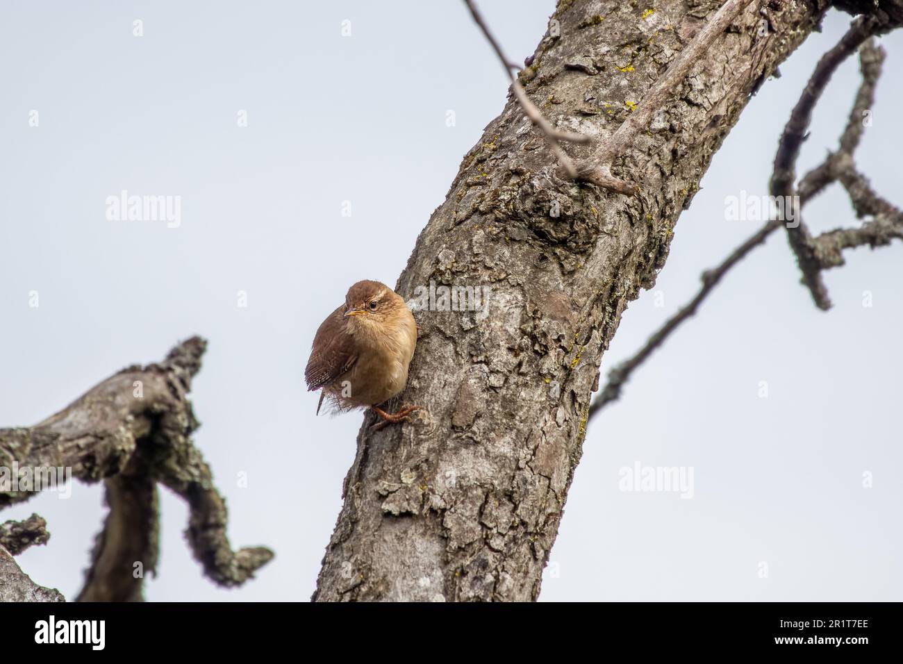 wren small bird perched on the trunk of a tree with sky in the background Stock Photo