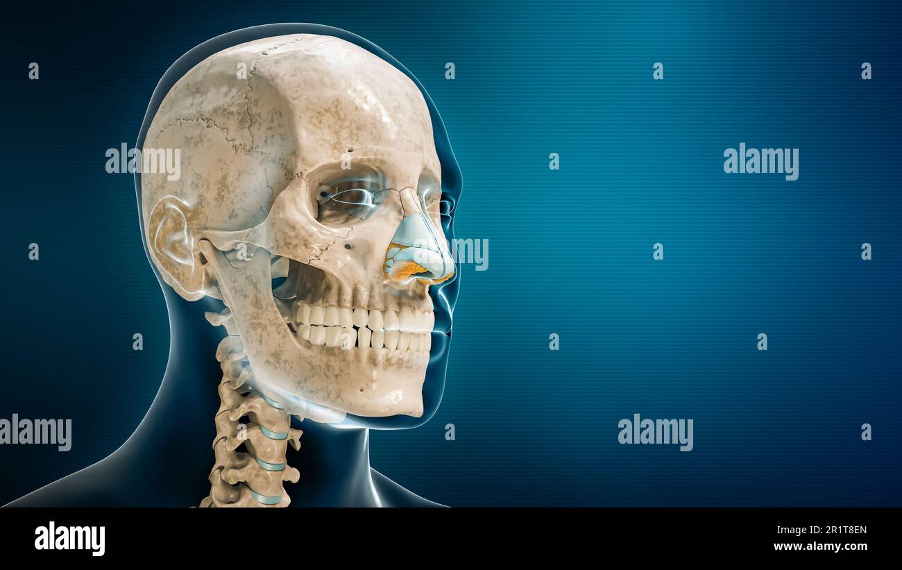 Skull and nose cartilages with body contours 3D rendering illustration on blue background with copy space. Human skeleton and head anatomy, medical di Stock Photo