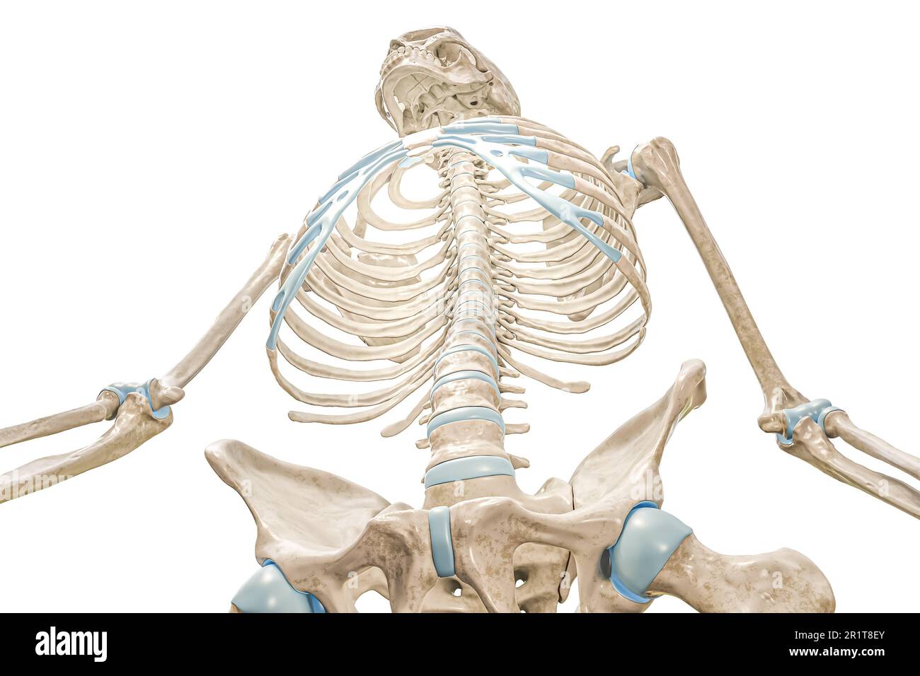 Thoracic Cavity Anatomy Biology Diagrams