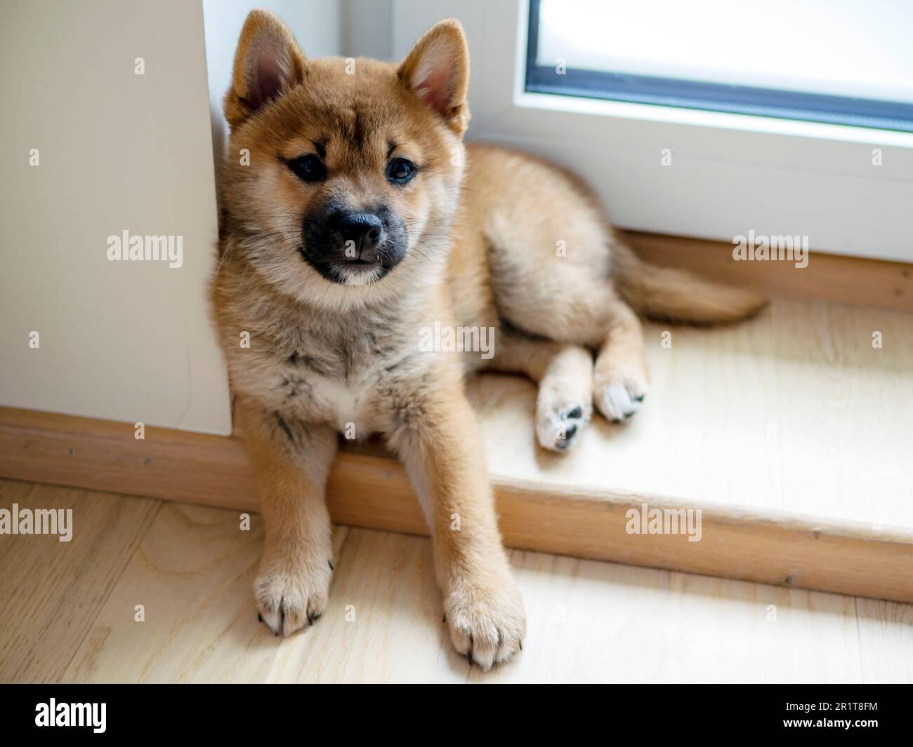 Portrait of cute Shiba Inu small dog, puppy, Close up. Dogecoin. Red-haired  Japanese dog smile portrait. Illuminating color, cryptocurrency, electronic  money. High quality photo Stock Photo - Alamy