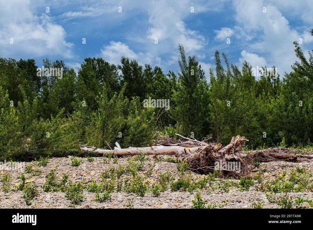 tree trunks blown down by the wind Stock Photo