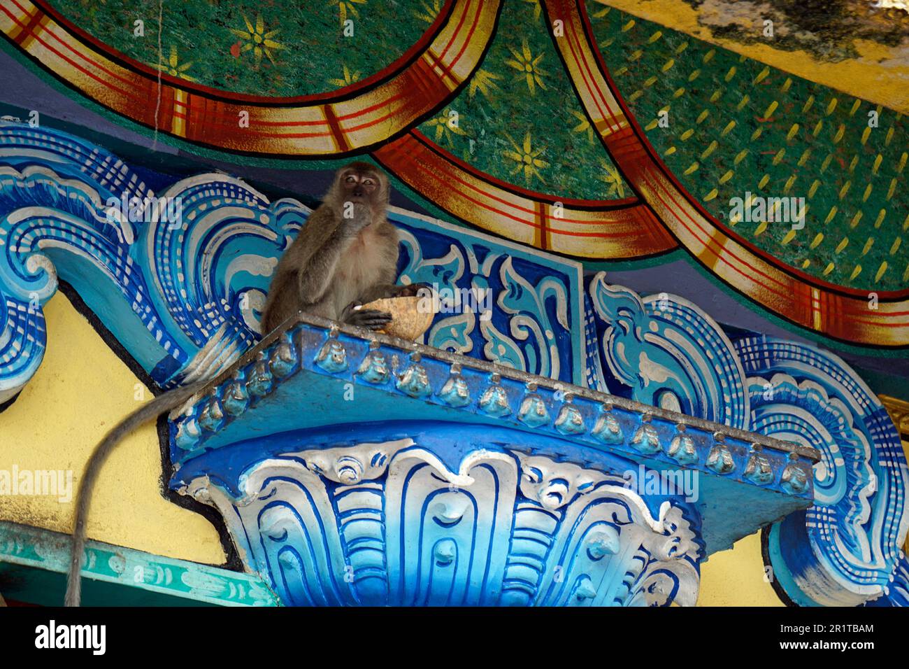Monkeys live in temple hi res stock photography and images Alamy Monkeys live in temple hi res stock photography and images Alamy
