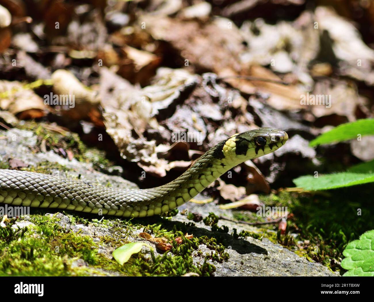 Grass snake - Natrix natrix in National Park Thaya Valley Stock Photo