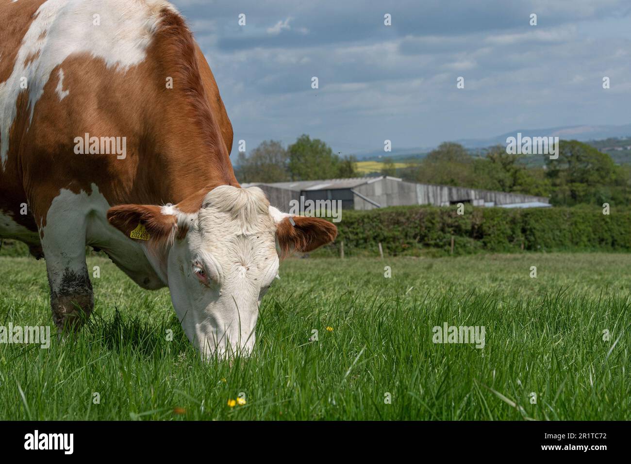 beef cow grazing a grass field Stock Photo