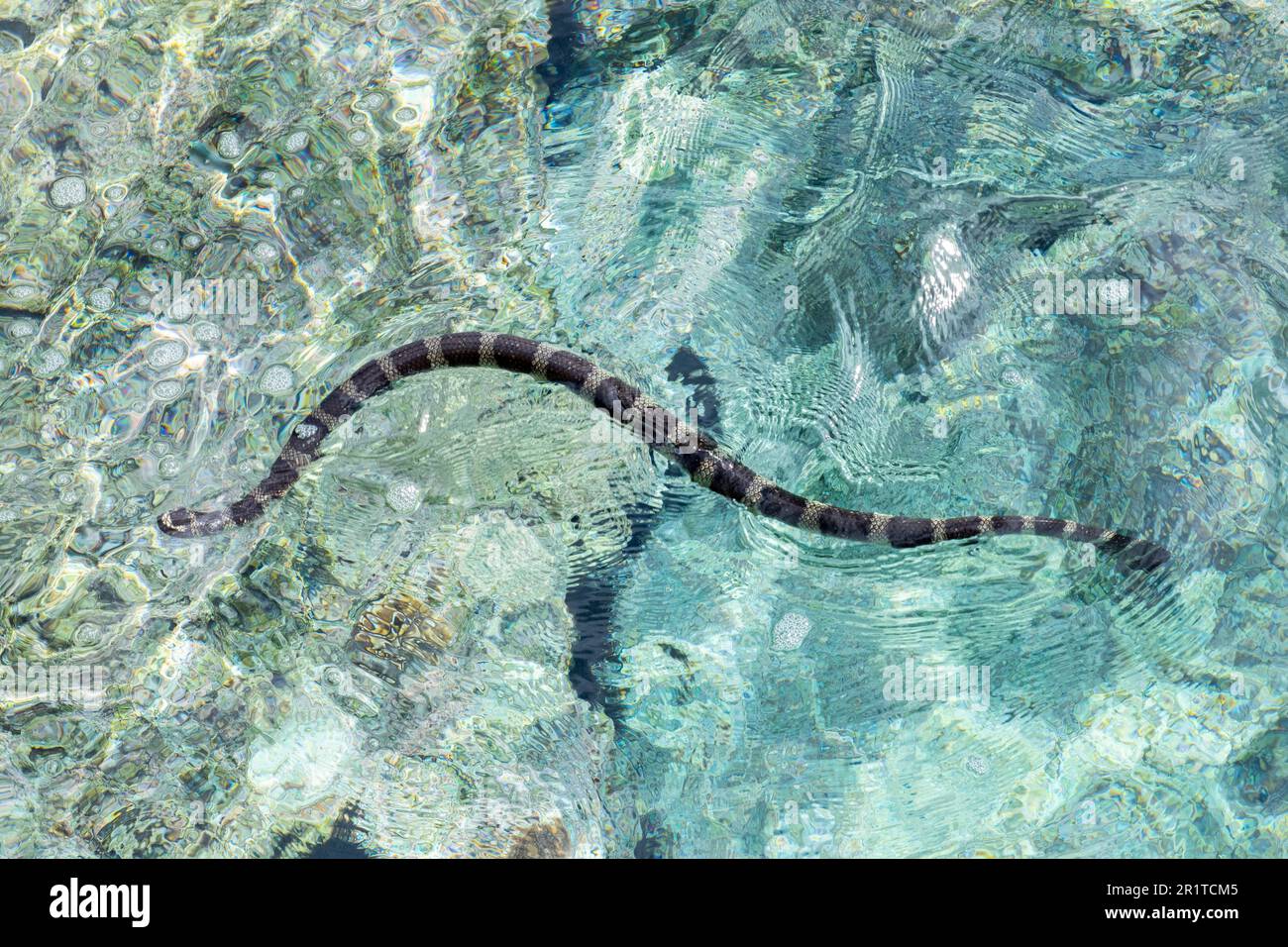 Niue AKA The Rock or The Rock of Polynesia. Endemic katuali or flat-tail sea snake (Laticauda schistorhyncha) Semiaquatic venomous sea snake. Stock Photo