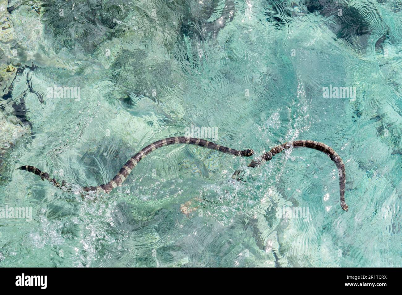 Niue AKA The Rock or The Rock of Polynesia. Endemic katuali or flat-tail sea snake (Laticauda schistorhyncha) Semiaquatic venomous sea snake. Stock Photo