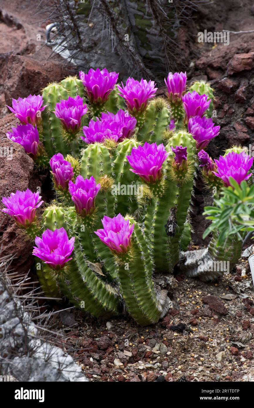 Beautiful tropical Enchinocereus cacti with exotic violet flowers bloom in Spring Stock Photo