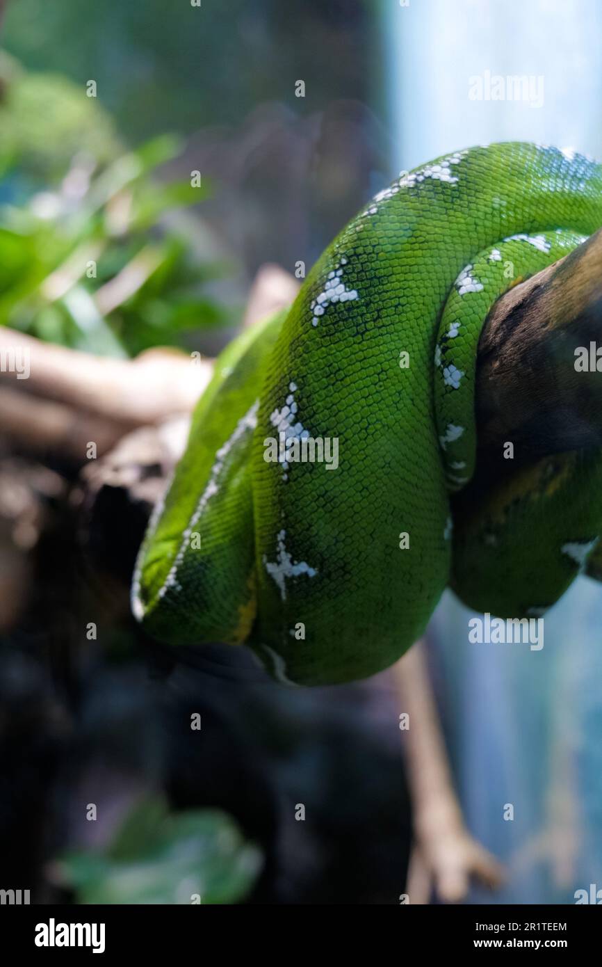 A close-up shot of a green snake coiled around a branch, with a few leaves in the background Stock Photo