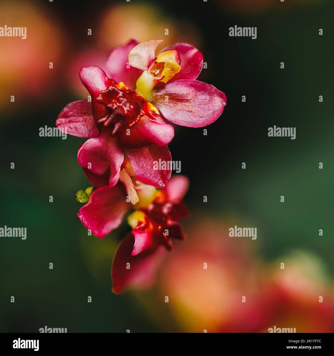 A vivid red dancing lady orchid illuminated in the center of the frame Stock Photo