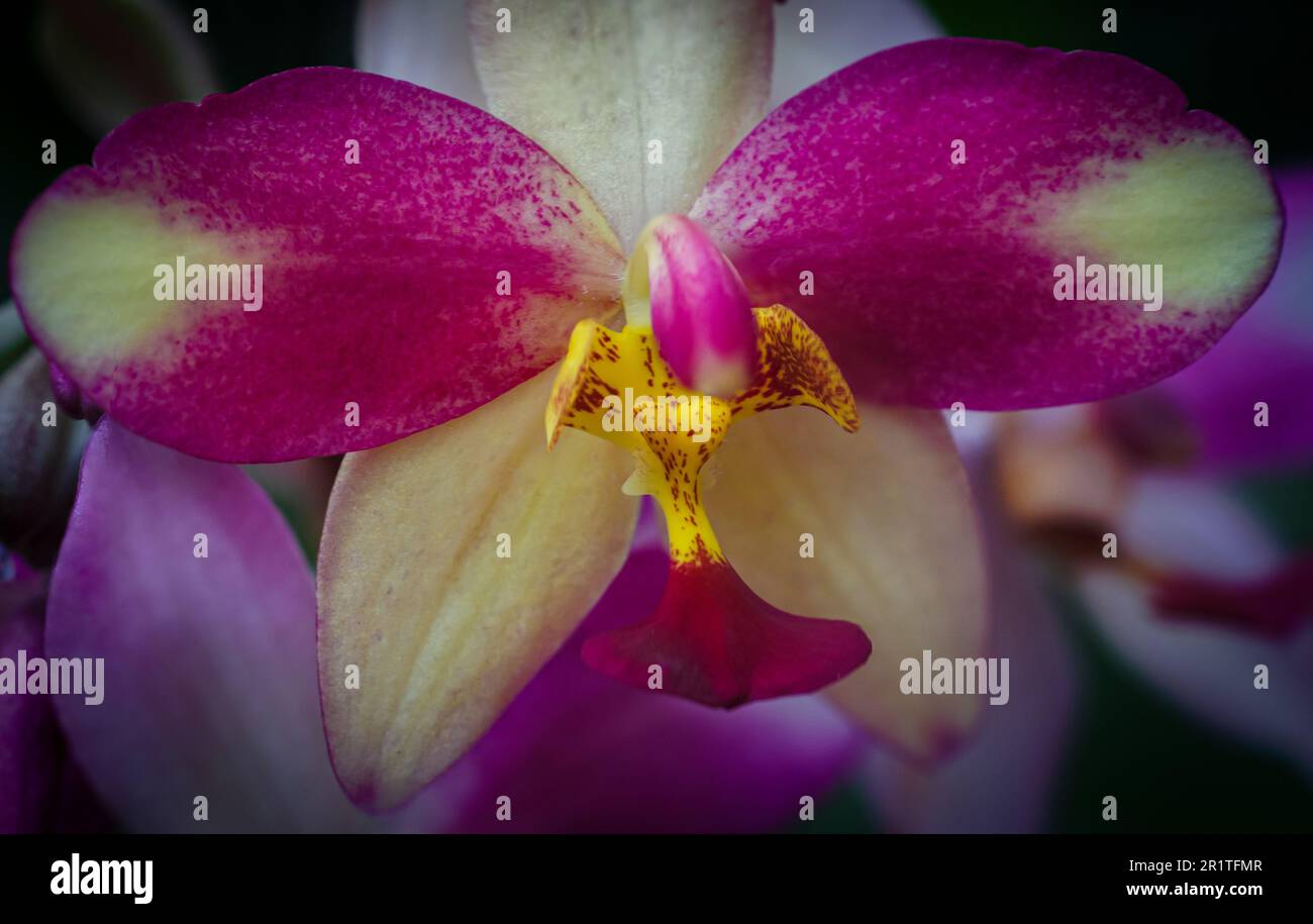 A vibrant close-up of a Philippine Ground Orchid, featuring its bright magenta and white bloom Stock Photo