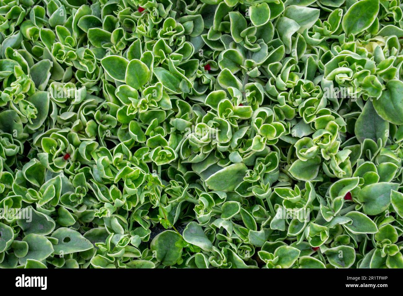 bio saatgut gemüse Saatgut Mix 