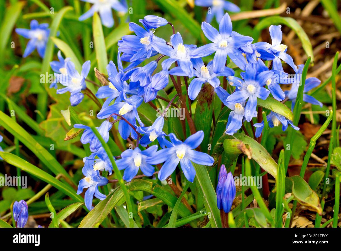 Spring Squill (scilla verna, possibly scilla forbesii), close up of a cluster of the bright blue spring flowers, most likely a garden escapee. Stock Photo