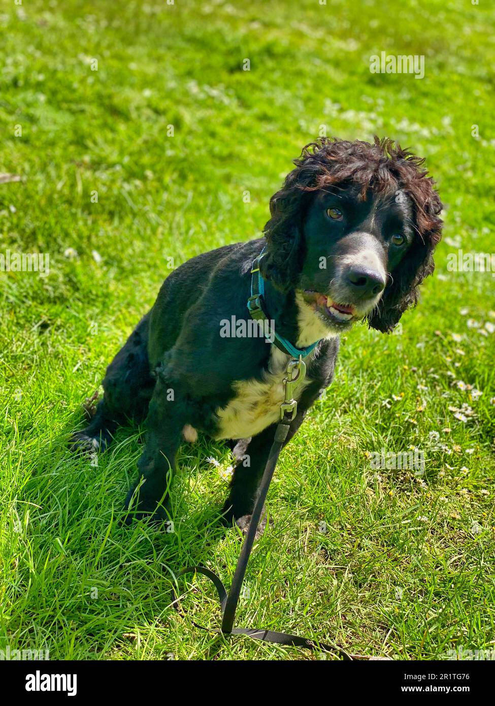 Black and white English Cocker Spaniel dog Stock Photo - Alamy