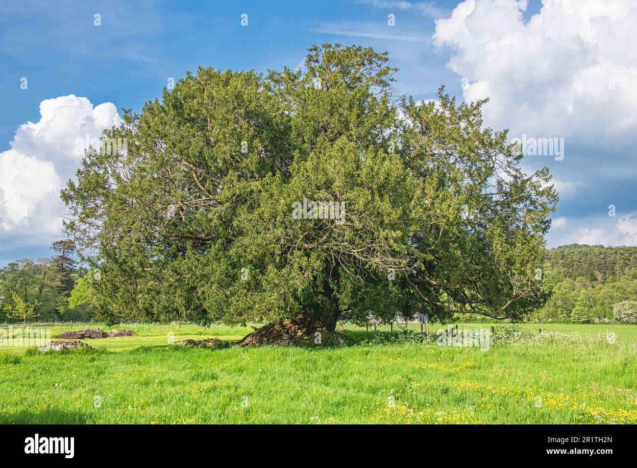 The '2022 tree of the year'. The Ancient Yew tree in the grounds of the ruined Cistercian Waverley Abbey near Farnham, Surrey. Stock Photo