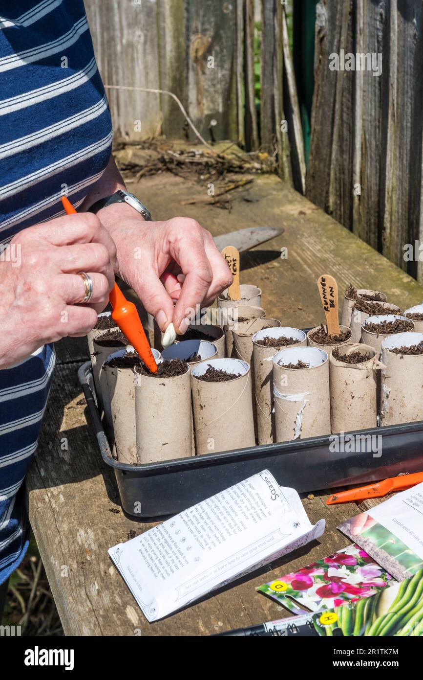 Woman sowing Greek Gigantes beans or soup runner bean, Phaseolus coccineus, into old cardboard toilet rolls ready to go in greenhouse. Stock Photo