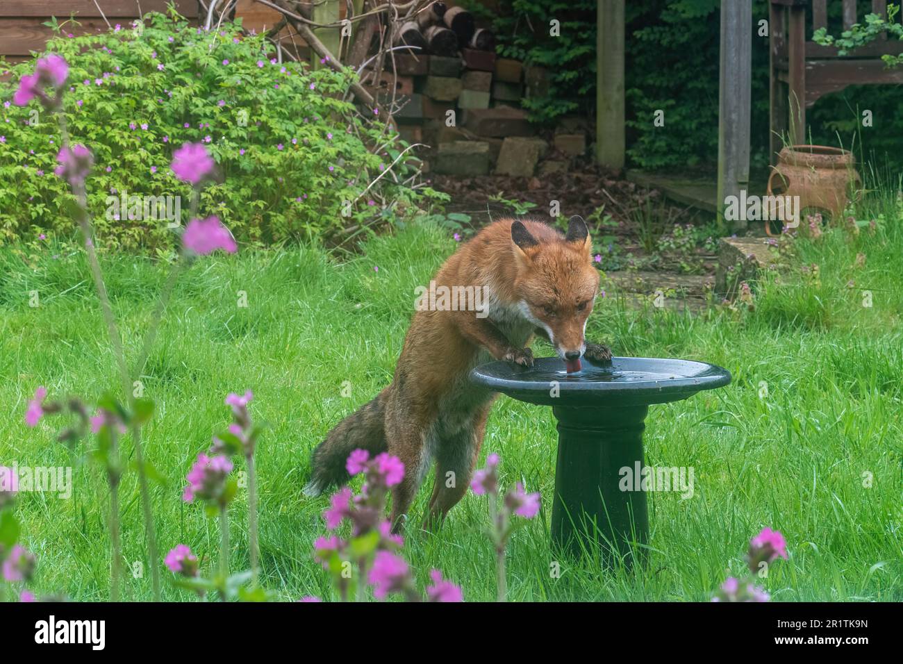 Urban fox (Vulpes vulpes, red fox) drinking water from a bird bath in a garden, England, UK. Garden wildlife Stock Photo