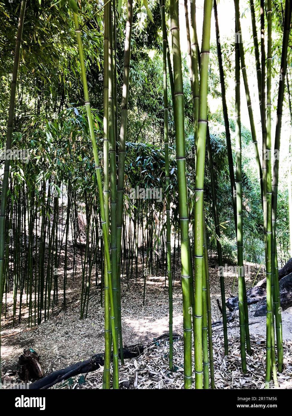 Many green tree trunks of bamboo tubes are tall and flexible with a