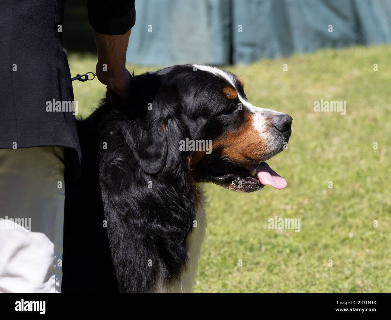 Bernese Mountain Dog purebred dog held by the hand of his owner Stock Photo