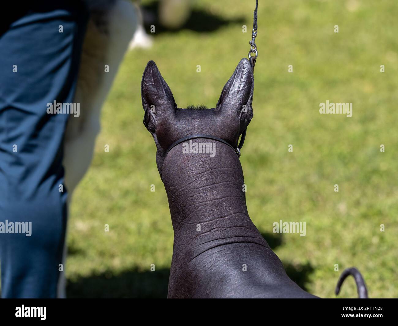 Xoloitzcuintle o xolo mexican hairless back dog being held on leash by owner Stock Photo