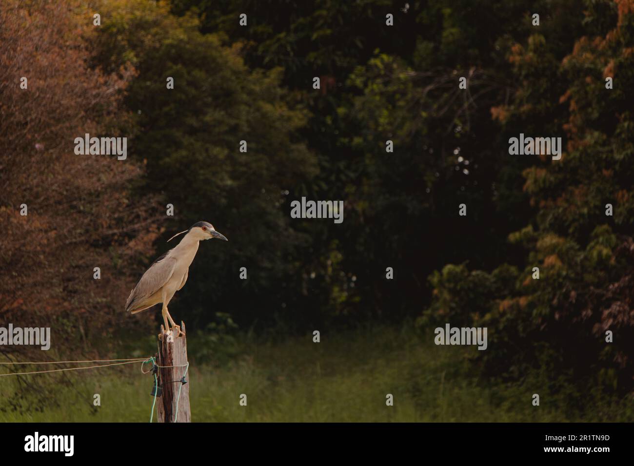 Black crowned bird standing still Stock Photo Alamy