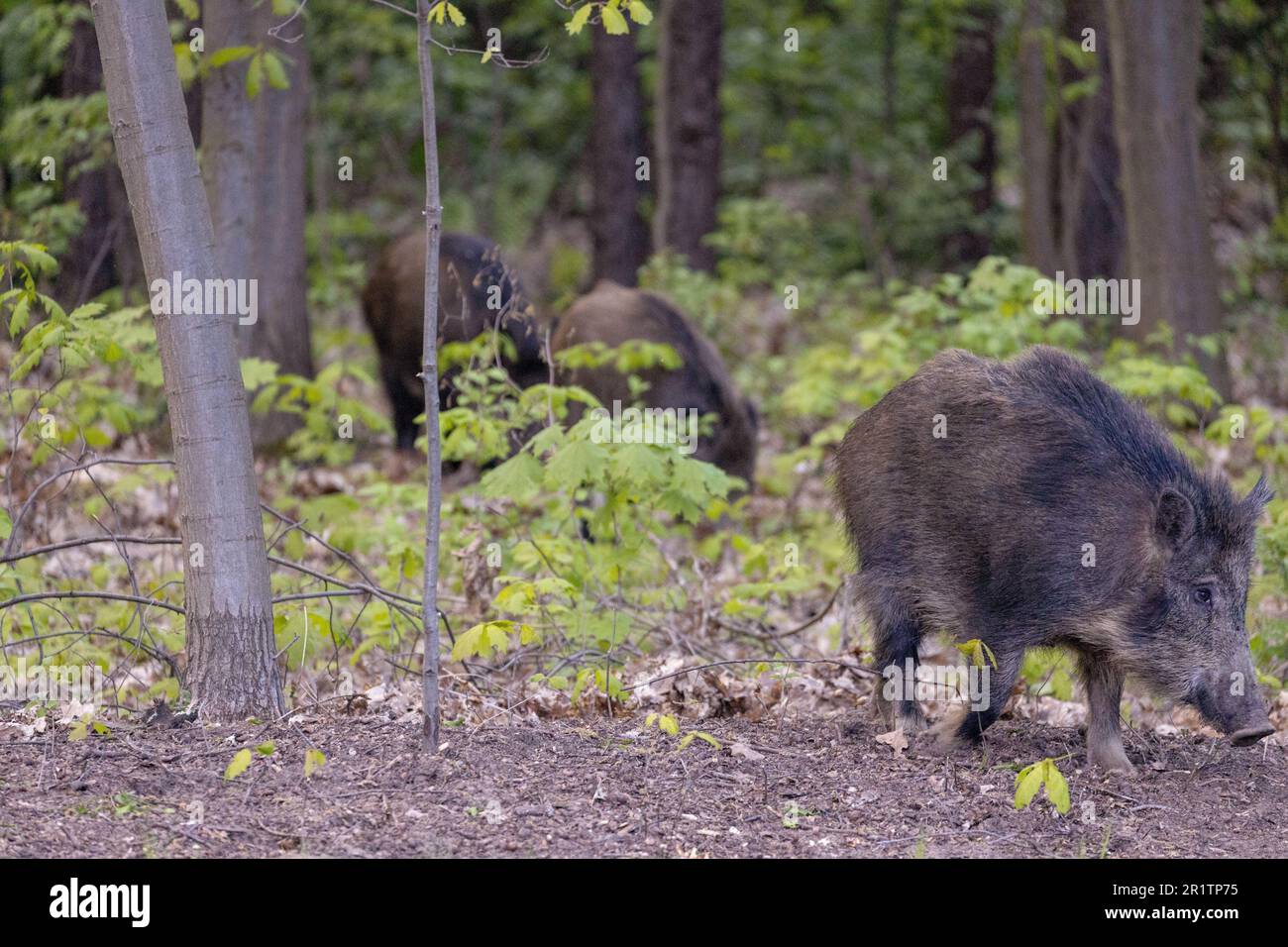 Wild boar, venison, forest. Trees. Day Stock Photo - Alamy