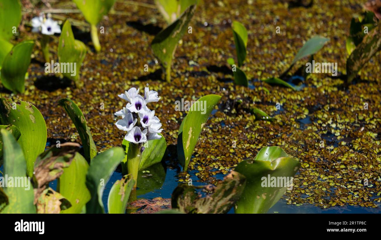 water hyacinth flower, aquatic plant from swampy environments Stock