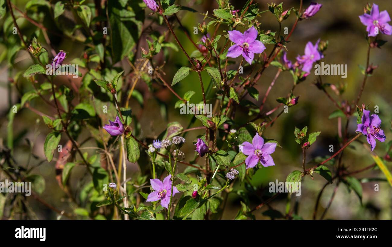 bush with small purple meadow flowers in sunny morning. Stock Photo