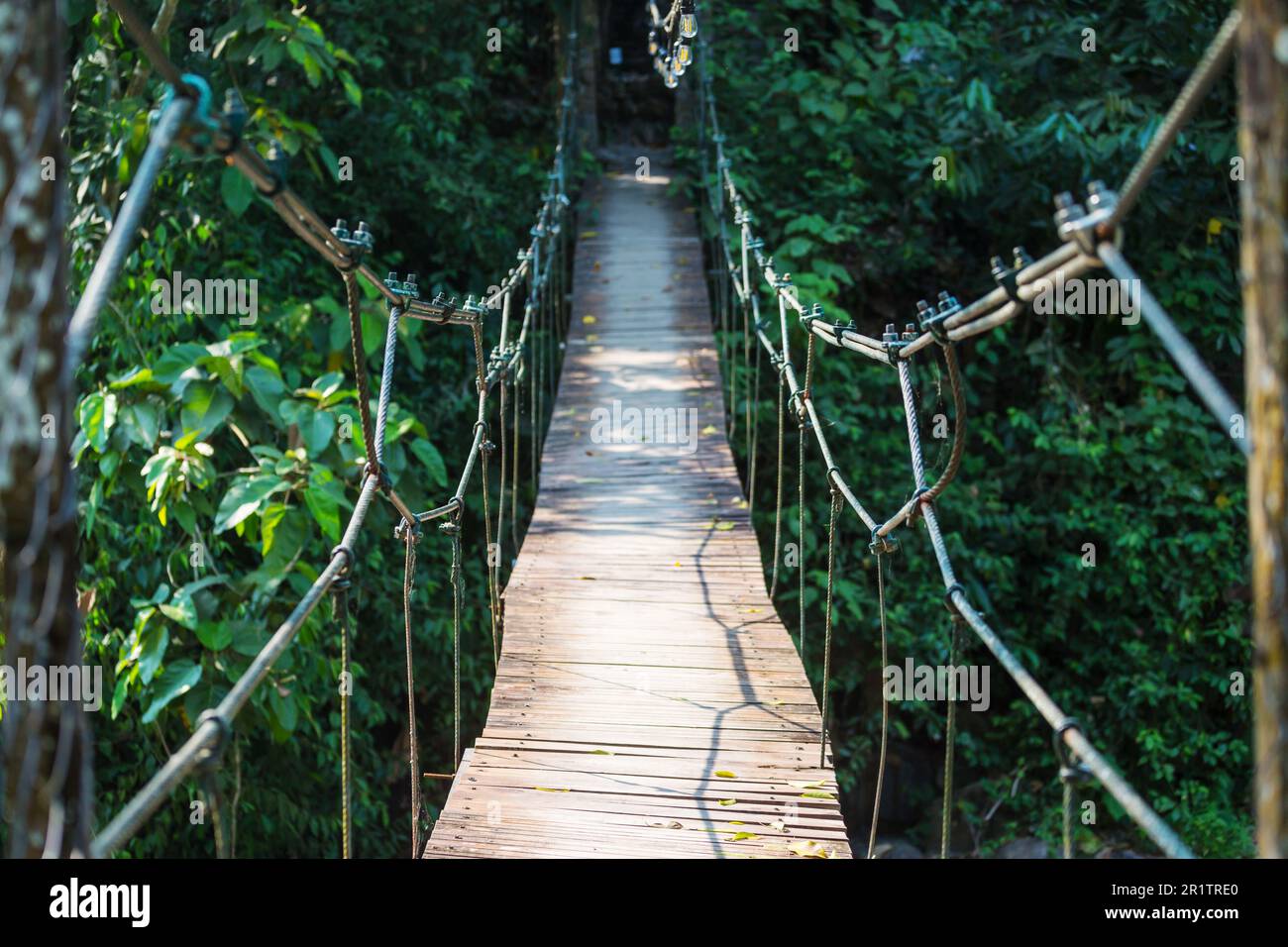 Suspension bridge in tropical jungle Stock Photo Alamy