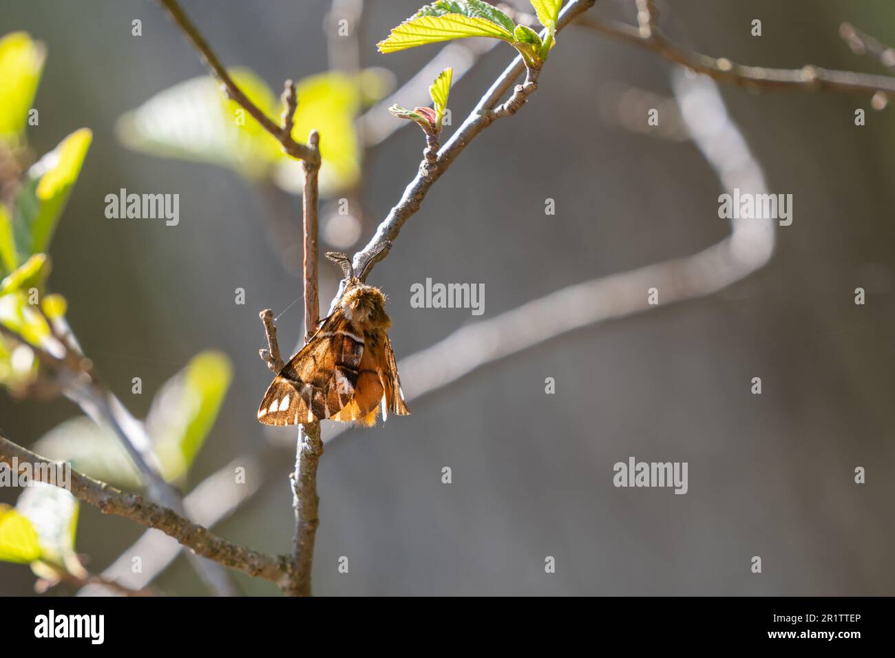 Male Kentish Glory, Endromis versicolora. Springtime Stock Photo - Alamy