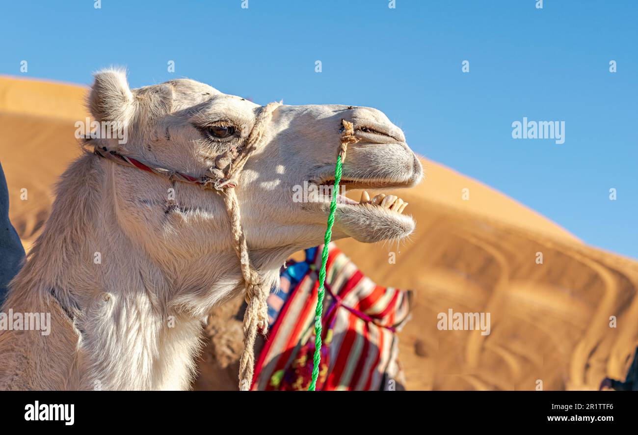 Young white dromedary camel grunting mouth open. Side profile with green and white reins, head shot portrait with blurred sand dunes and blue sky. Stock Photo