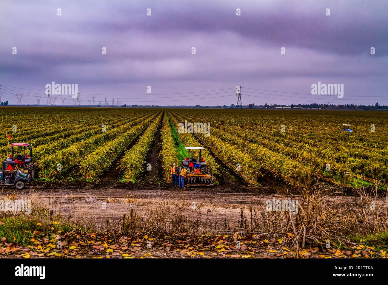 A vineyard in the Lodi region of California with workers and vehicles after the harvest in 2014 Stock Photo