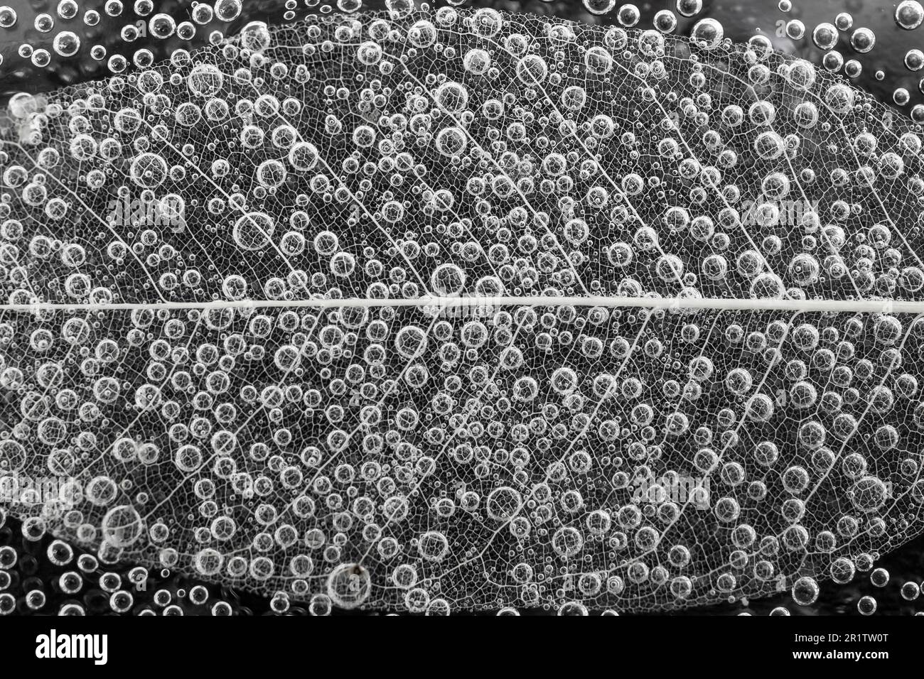 efervescent bubbles on a leaf skeleton structure on black background, abstract structure Stock Photo