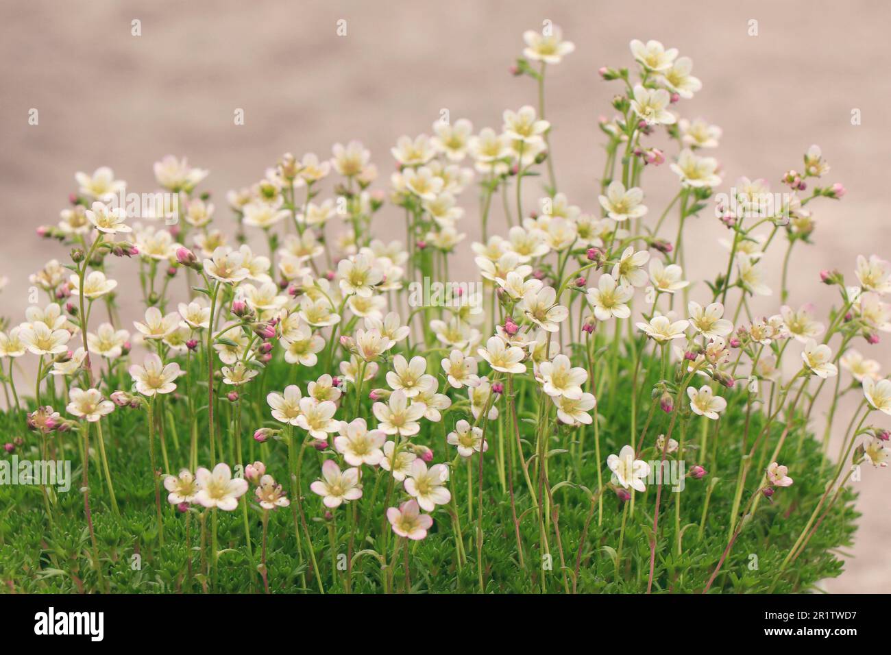 Blooming Saxifraga little Alpine white flowers Stock Photo