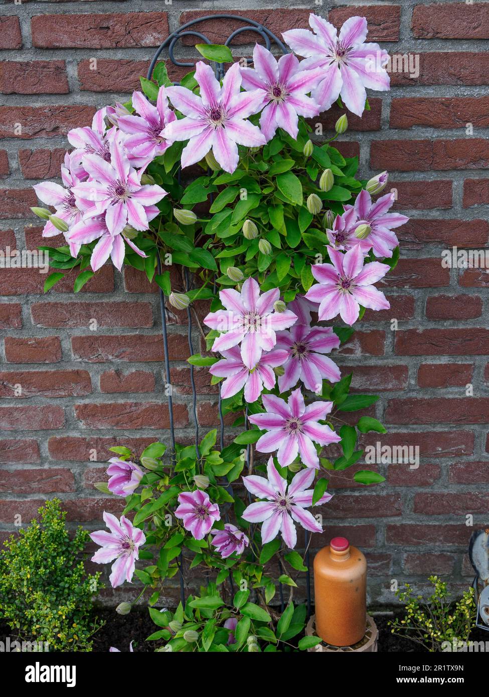 pink flowers in the garden Stock Photo - Alamy