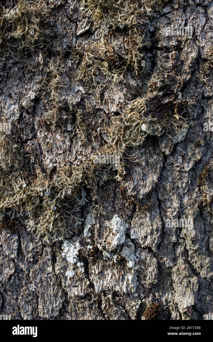 Detail of Cyprus Cedar (Cedrus brevifolia), Tripylos trail, Mount Tripylos, Pafos (Paphos) Forest, Cyprus Stock Photo
