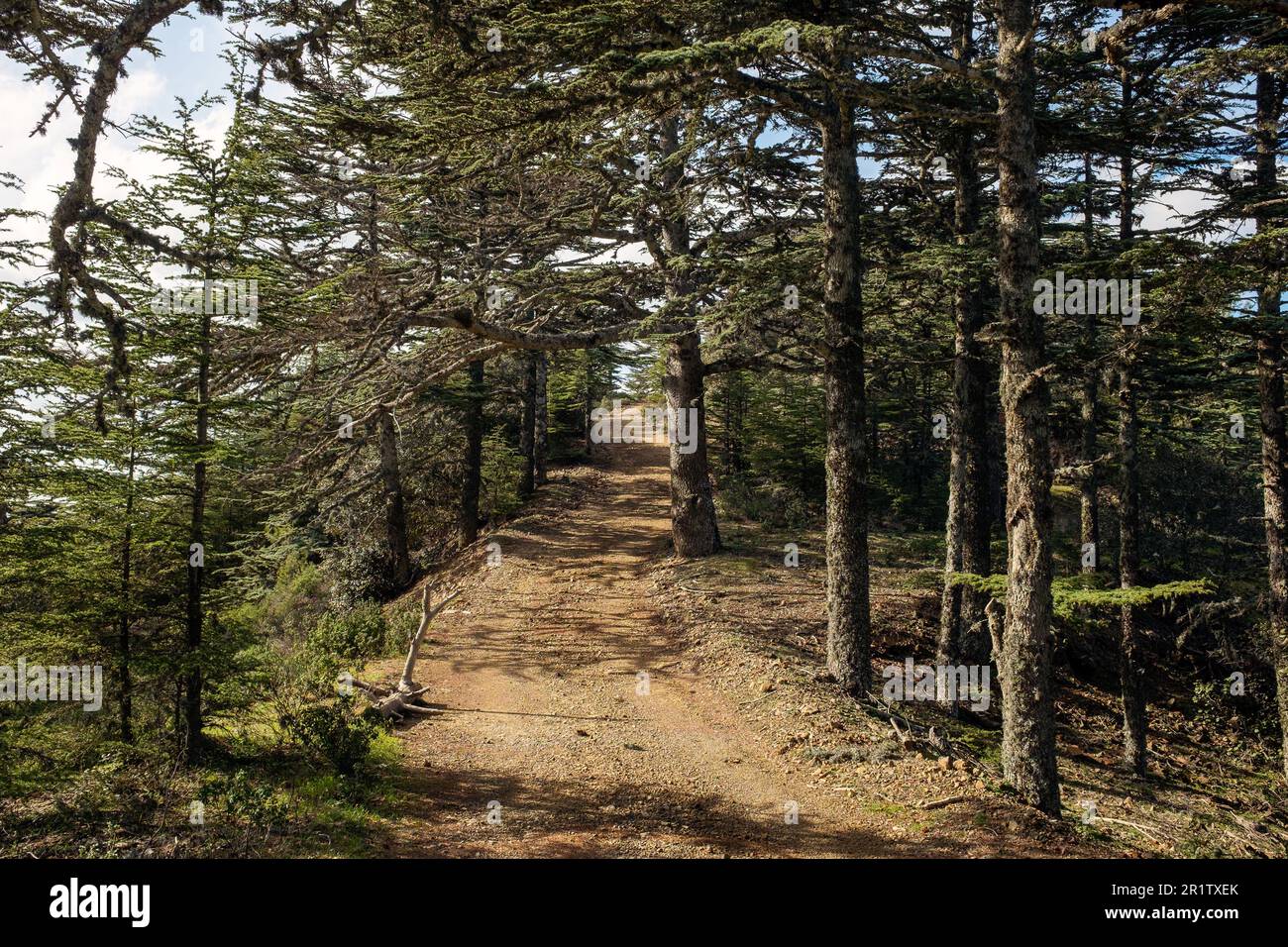 Tripylos trail, Mount Tripylos, Pafos (Paphos) Forest, Cyprus Stock Photo