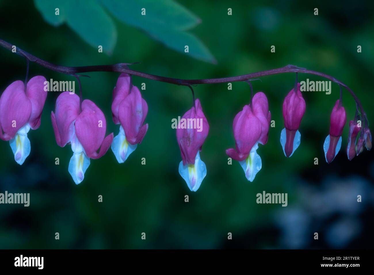 Natural close up flowering plant portrait of the striking Dicentra
