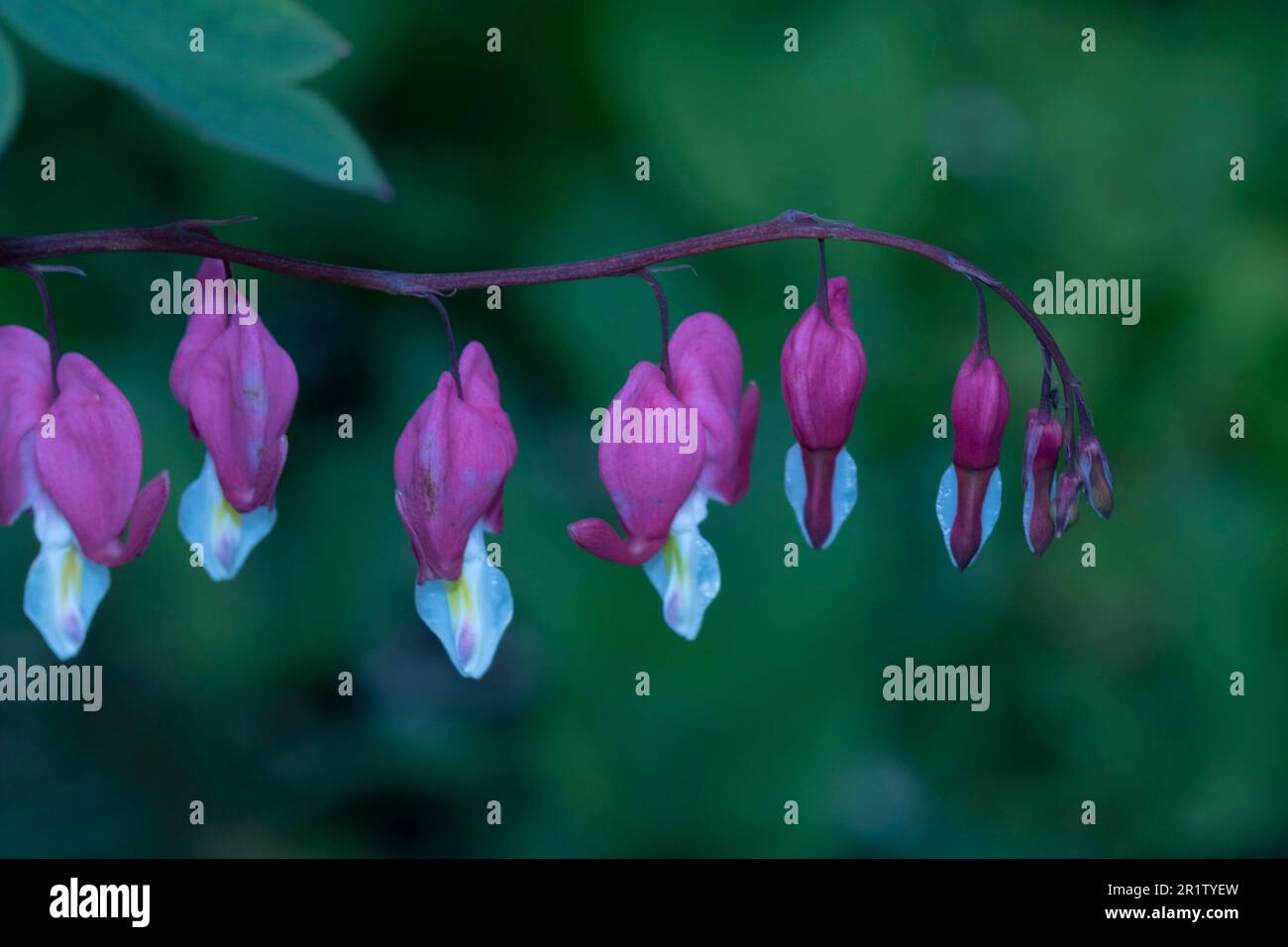 Natural close up flowering plant portrait of the striking Dicentra