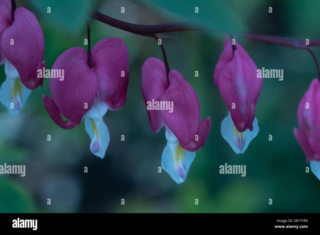 Natural close up flowering plant portrait of the striking Dicentra